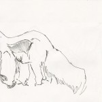 Anteater Study 02
