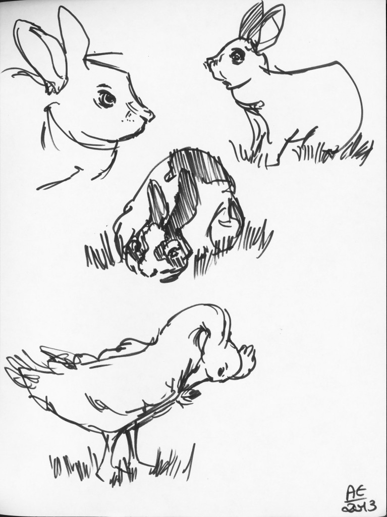 Bunny and Duck Studies