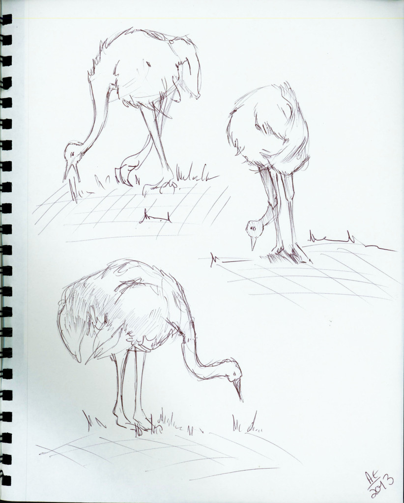 Ostrich Studies 3
