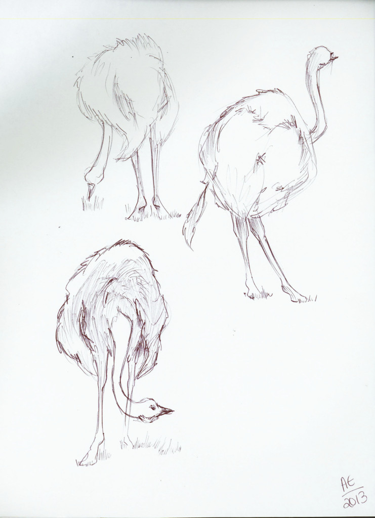 Ostrich Studies 1