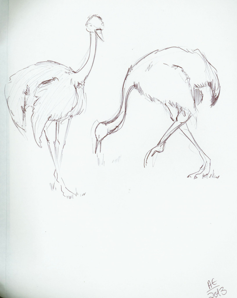 Ostrich Studies 2